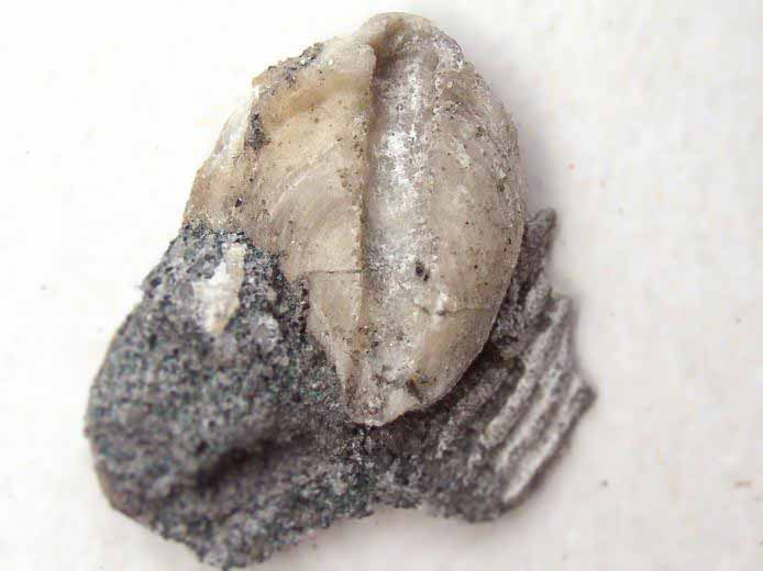 Huitre fossile divers jurassique Boulonnais