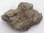 Huitre fossile du jurassique boulonnais