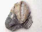 Huitre fossile du jurassique boulonnais