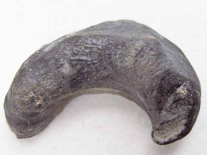 Huitre Fossile Nanogyra virgula du jurassique boulonnais
