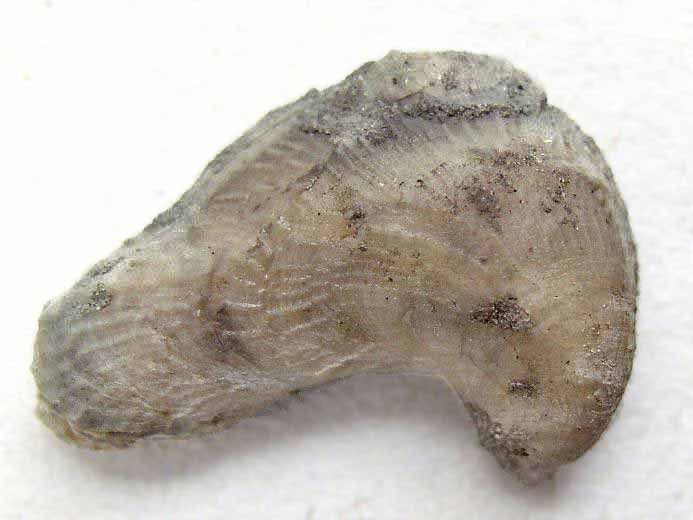 Huitre Fossile Nanogyra virgula du jurassique boulonnais