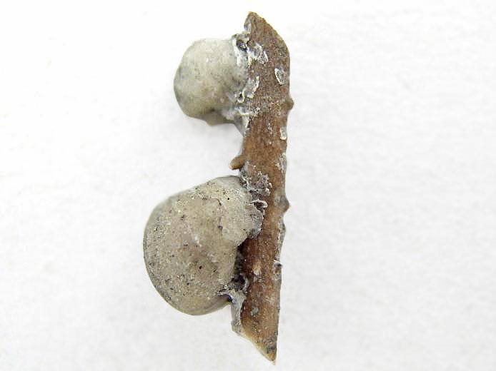 Huitre Fossile Nana nana du jurassique boulonnais