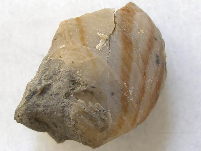 Huitre Fossile Nana nana du jurassique boulonnais