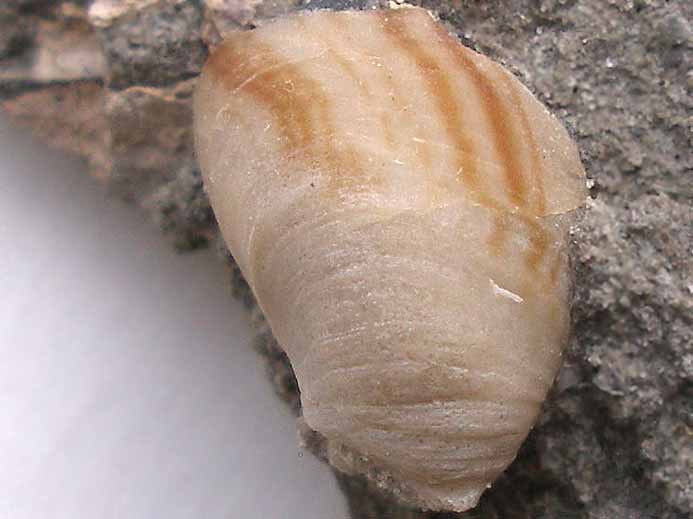 Huitre Fossile Nanogyra nana du jurassique boulonnais