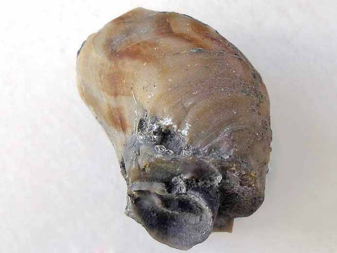 Huitre Fossile Nanogyra nana du jurassique boulonnais