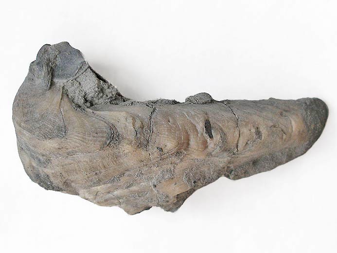 Huitre Fossile Nanogyra virgula du jurassique boulonnais