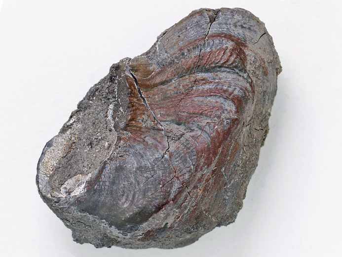 Huitre Fossile Nanogyra virgula du jurassique boulonnais
