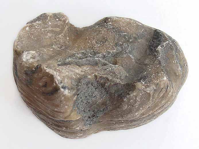 image Ostrea thurmanni jurassique Boulonnais