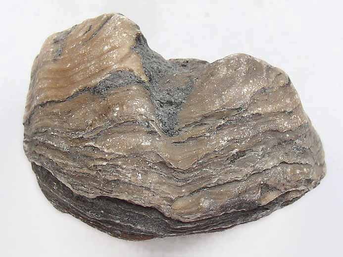 image Ostrea thurmanni jurassique Boulonnais