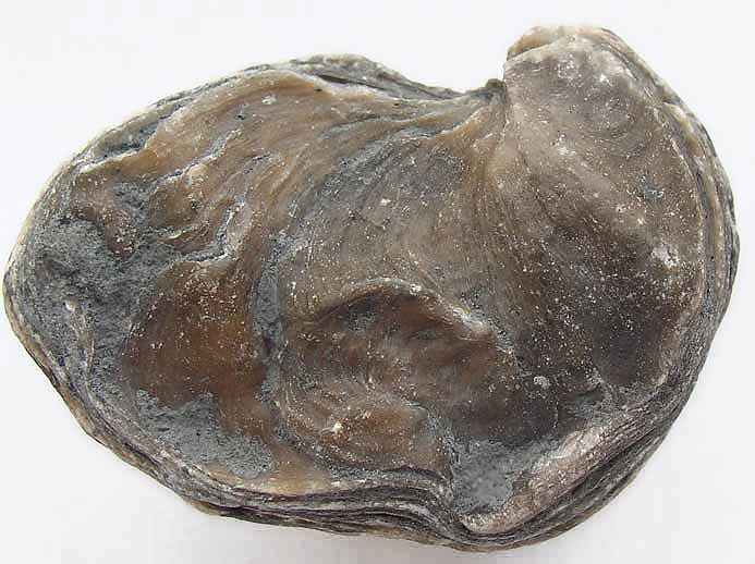 image Ostrea thurmanni jurassique Boulonnais