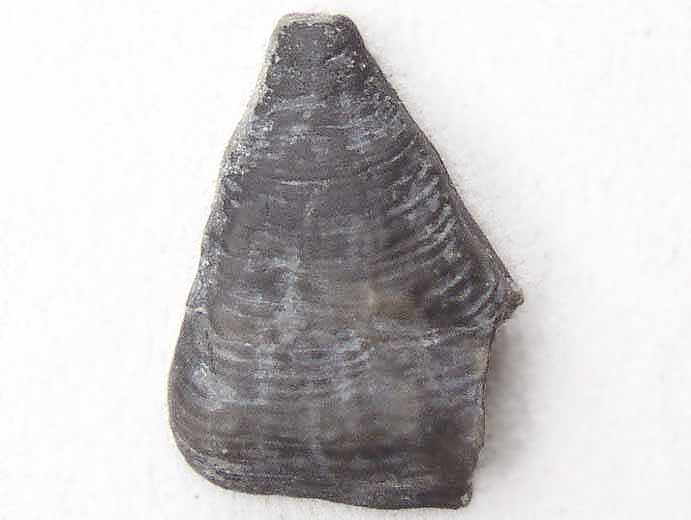image Ostrea dubiensis jurassique Boulonnais