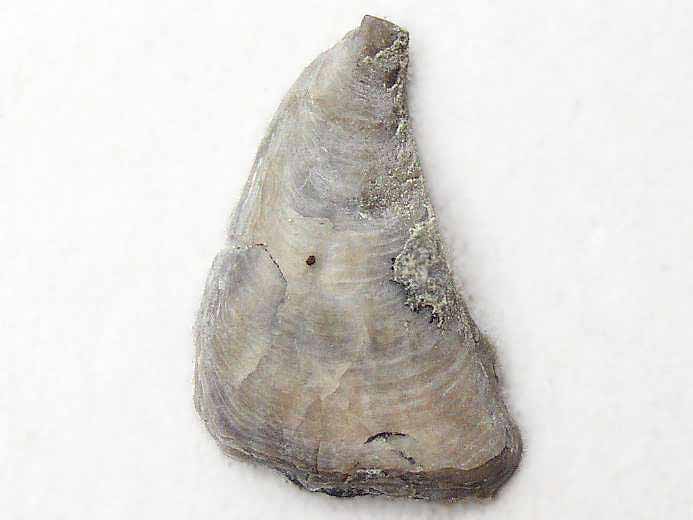 image Ostrea dubiensis jurassique Boulonnais