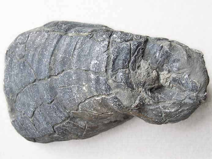 image Ostrea lineolata jurassique Boulonnais
