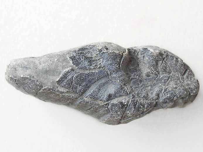 image Ostrea lineolata jurassique Boulonnais