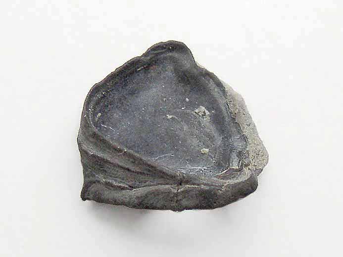Ostrea moreana - fossiles jurassique Boulonnais