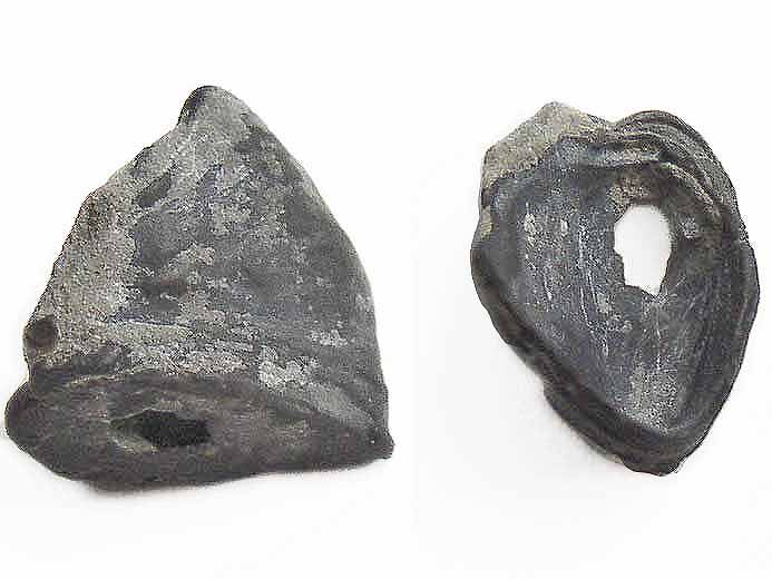 Ostrea moreana - fossiles jurassique Boulonnais