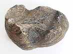 Huitre fossile Ostrea thurmanni du jurassique boulonnais