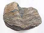 Huitre fossile Ostrea thurmanni du jurassique boulonnais