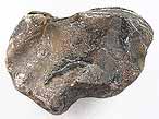 Huitre fossile Ostrea thurmanni du jurassique boulonnais
