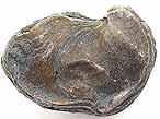 Huitre fossile Ostrea thurmanni du jurassique boulonnais