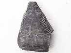 Huitre fossile Ostrea dubiensis du jurassique boulonnais