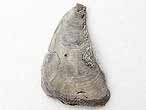 Huitre fossile Ostrea dubiensis du jurassique boulonnais