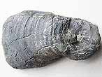 Huitre fossile Ostrea lineolata du jurassique boulonnais