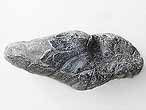 Huitre fossile Ostrea lineolata du jurassique boulonnais