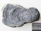 Huitre fossile Ostrea lineolata du jurassique boulonnais