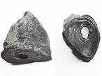Huitre fossile Ostrea moreana du jurassique boulonnais