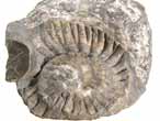 Xénomorphisme: Huitre-Ammonites COPYRIGHT N.Van STEIJN
