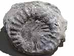 Xénomorphisme: Huitre-Ammonite COPYRIGHT N.Van STEIJN