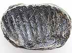 Xnomorphisme: Huitre-Ammonites