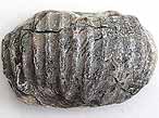 Xnomorphisme: Huitre-Ammonites