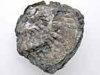 Xnomorphisme: Huitre-Ammonite