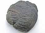 Xnomorphisme: Huitre-Ammonite