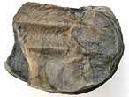 Xnomorphisme: Ostrea thurmanni-Ammonites