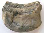 Xnomorphisme: Ostrea thurmanni-Ammonites