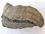 Xnomorphisme: Ostrea thurmanni-Ammonites