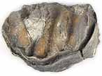 Xnomorphisme: Ostrea thurmanni-Ammonites