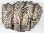 Xnomorphisme: Ostrea thurmanni-Ammonites