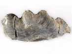 Xnomorphisme: Ostrea thurmanni-Ammonites