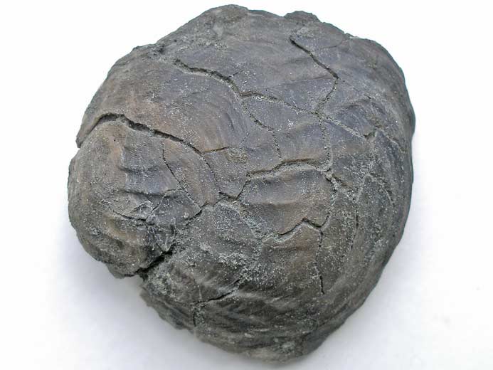 Xnomorphisme: Huitre incrustee sur ammonite