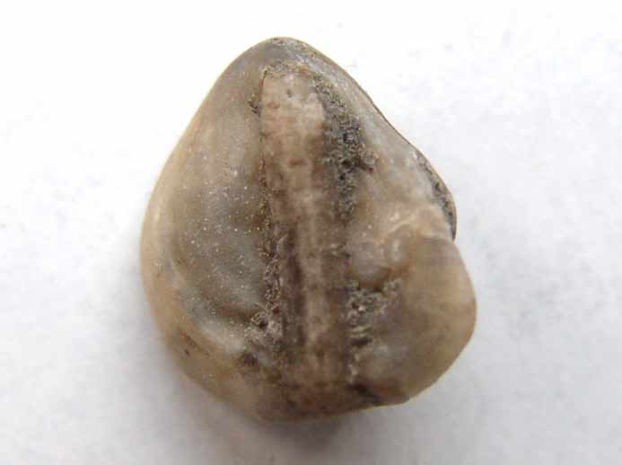 Xnomorphisme: Huitre fixee sur Crinoide Pentacrinus