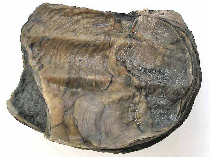 Xnomorphisme: Ostrea thurmanni incruste sur Perisphinctes