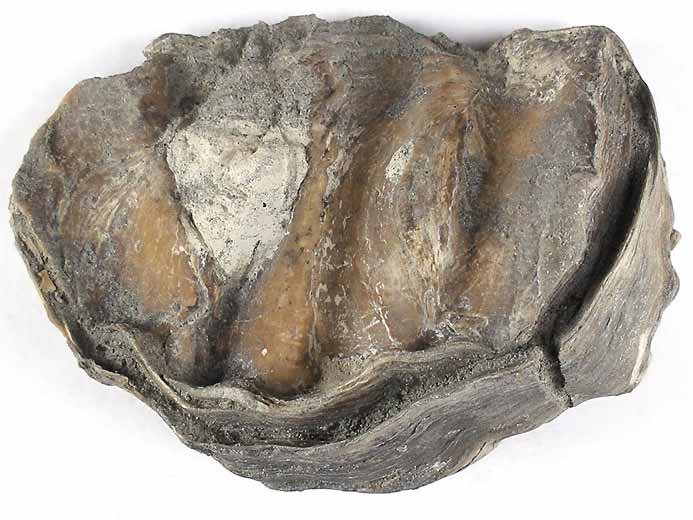Xnomorphisme: Ostrea thurmanni incruste sur Perisphinctes