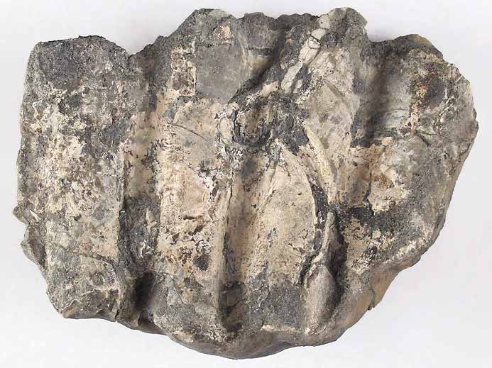 Xnomorphisme: Ostrea thurmanni incruste sur Perisphinctes