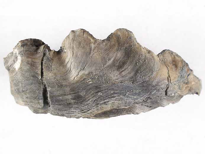 Xnomorphisme: Ostrea thurmanni incruste sur Perisphinctes