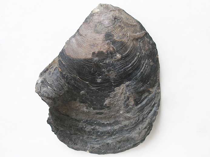 Xénomorphisme : Huitre incrustée sur Perisphinctes