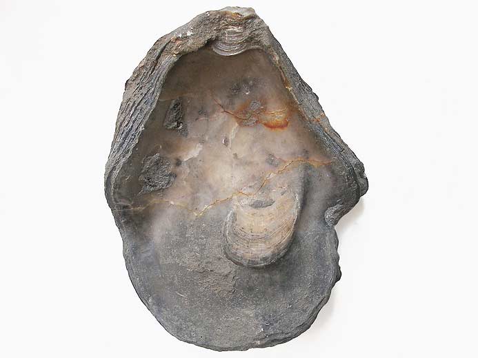 Xénomorphisme : Huitre incrustée sur Perisphinctes